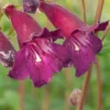 PENSTEMON 'Blackbird'