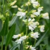 PENSTEMON Glaber 'Roundway Snowflake'