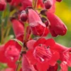 PENSTEMON 'King George V'