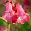 PENSTEMON 'Pennington Gem'