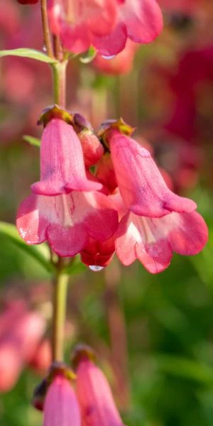 PENSTEMON 'Pennington Gem' 1 PENSTEMON 'Pennington Gem'