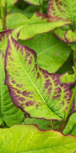BISTORTA Amplexicaulis 'JS Caliente'PBR -PerennialPop Shop persicaria amplexicaulis j s caliente 290217