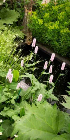 BISTORTA Officinalis 'Superba' -PerennialPop Shop persicaria bistorta superba 5260708