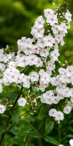 PHLOX Maculata 'Delta'