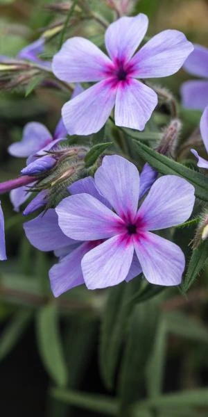 PHLOX Divaricata Subsp.laphamii 'Chattahoochee' 1 PHLOX Divaricata Subsp.laphamii 'Chattahoochee'