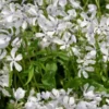 PHLOX Divaricata 'White Perfume'