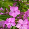 PHLOX Maculata 'Alpha'