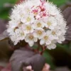 PHYSOCARPUS Opulifolius 'Lady In Red' PBR