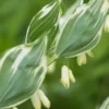 POLYGONATUM X Hybridum 'Striatum'