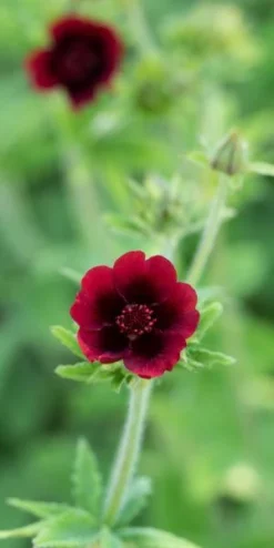 POTENTILLA Thurberi 'Monarch's Velvet'