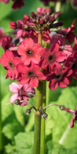 PRIMULA Japonica 'Miller's Crimson' (Pf)