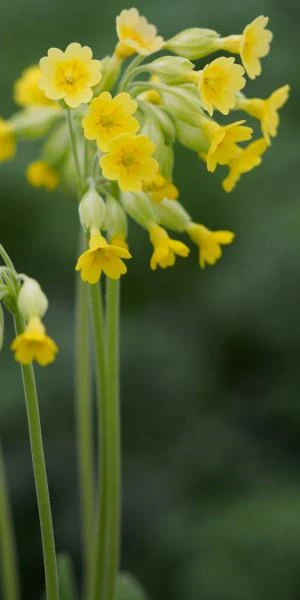 PRIMULA Veris (Pr) 1 PRIMULA Veris (Pr)