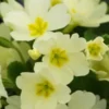 PRIMULA Vulgaris (Pr/Prim)