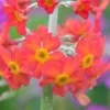 PRIMULA X Bulleesiana (Pf)