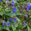 PULMONARIA 'Blue Ensign'