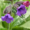 PULMONARIA 'Diana Clare'