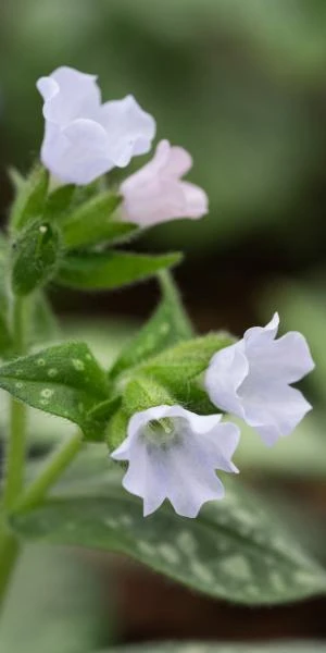 PULMONARIA 'Opal' 1 PULMONARIA 'Opal'