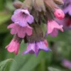 PULMONARIA 'Stillingfleet Meg'