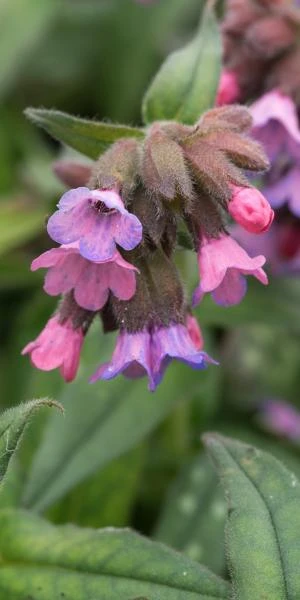 PULMONARIA 'Stillingfleet Meg' 1 PULMONARIA 'Stillingfleet Meg'