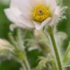 PULSATILLA Vulgaris 'Alba'