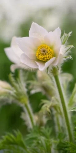 PULSATILLA Vulgaris 'Alba'