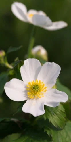 RANUNCULUS Aconitifolius