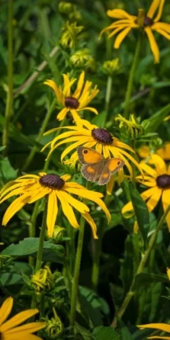 RUDBECKIA Fulgida Var. Sullivantii 'Goldsturm'