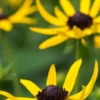 RUDBECKIA 'Little Goldstar' PBR