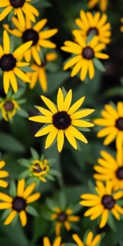 RUDBECKIA 'Little Goldstar' PBR -PerennialPop Shop rudbeckia little goldstar web