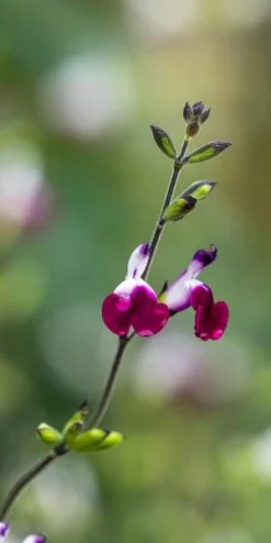 SALVIA 'Amethyst Lips' PBR -PerennialPop Shop salvia amethyst lips web 8021109