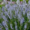 SALVIA Sylvestris 'Crystal Blue' PBR (Color Spires Series)