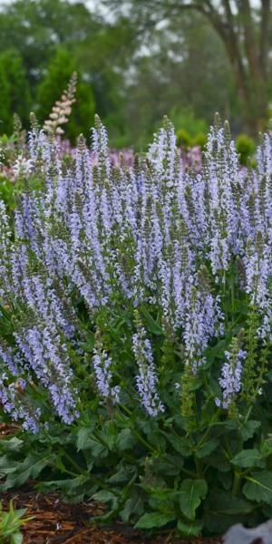 SALVIA Sylvestris 'Crystal Blue' PBR (Color Spires Series) 1 SALVIA Sylvestris 'Crystal Blue' PBR (Color Spires Series)