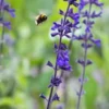 SALVIA 'Indigo Spires'