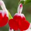 SALVIA 'Hot Lips'
