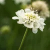 SCABIOSA Columbaria Ssp. Ochroleuca