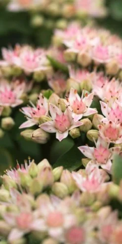 Front Page -PerennialPop Shop sedum matrona 9220243