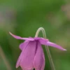 SEMIAQUILEGIA Ecalcarata