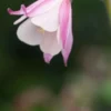 SEMIAQUILEGIA Australian Form