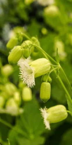 SILENE Fimbriata -PerennialPop Shop silene fimbriata 2688