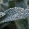 STACHYS Byzantina 'Silver Carpet'