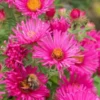 SYMPHYOTRICHUM Novae-angliae 'Andenken An Alma Potschke'