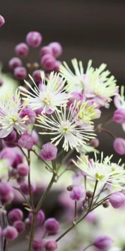 THALICTRUM 'Elin' -PerennialPop Shop thalictrum elin 6230078 2