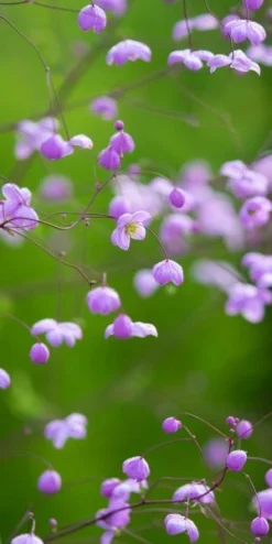 THALICTRUM 'Splendide'