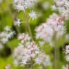 TIARELLA Cordifolia