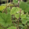 TIARELLA Polyphylla 'Filigran'