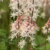 TIARELLA 'Spring Symphony' PBR