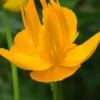 TROLLIUS 'Dancing Flame'