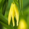 UVULARIA Perfoliata