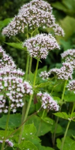 Front Page 21 VALERIANA Pyrenaica