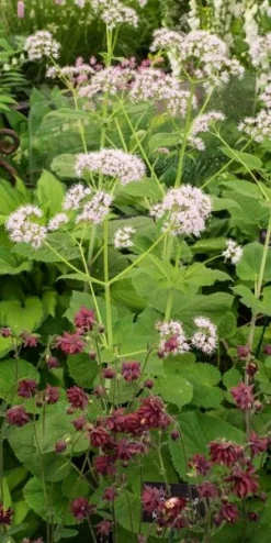 Front Page -PerennialPop Shop valeriana pyreniaca 5260683